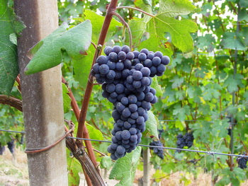 霧葡萄 (Nebbiolo)