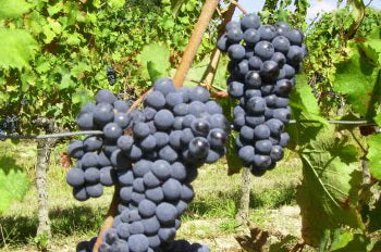 品麗珠 (Cabernet Franc)